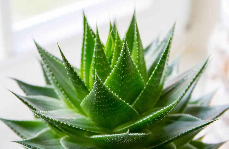 Aloe Vera Plant - Selecting Succulents